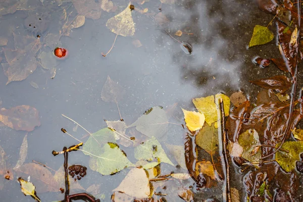 Autumn background with yellow leaves in puddle of wet asphalt