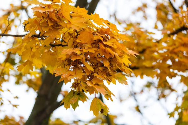 Colorful Foliage Autumn Park — Stock Photo, Image