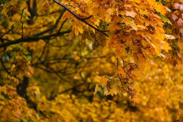 Autumn Background Beautiful Orange Leaves Copy Space — Stock Photo, Image
