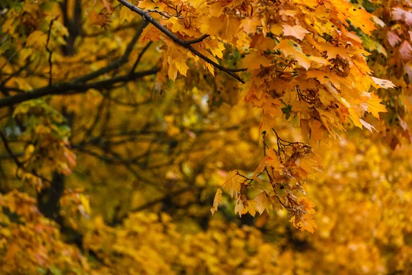 Fond Automne Avec Belles Feuilles Orange Espace Copie — Photo