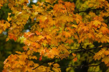 güzel sonbahar arka plan renk yaprakları ve kopya alanı ile