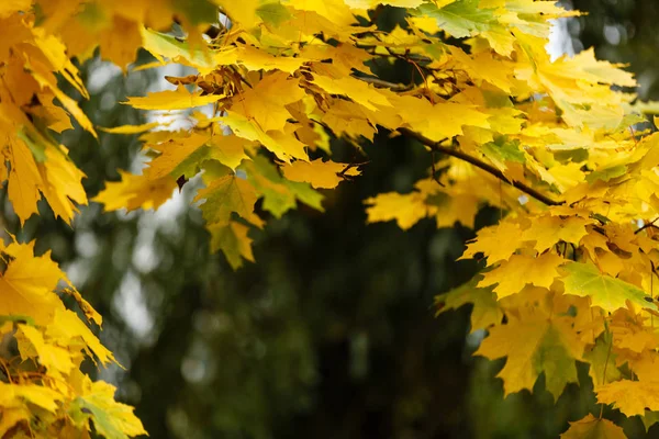 Autumn Background Beautiful Yellow Leaves Copy Space — Stock Photo, Image