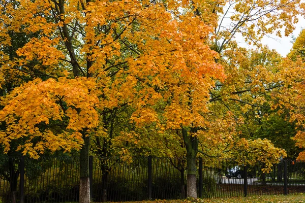 Jesienne Drzewa Parku Czerwony Pomarańczowy Żółty Drzewa Upadek Drzew Liści — Zdjęcie stockowe