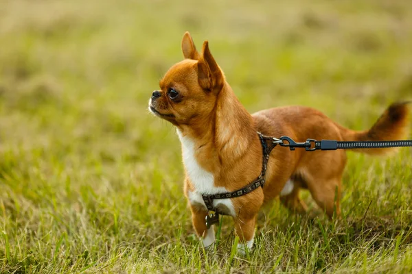 Schöner Kleiner Chihuahua Läuft Auf Dem Gras — Stockfoto