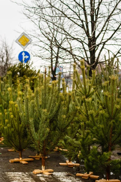 Weihnachtsbäume Zum Verkauf Der Winterferienzeit — Stockfoto