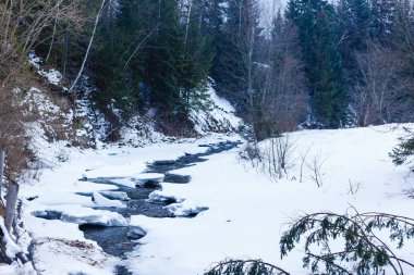 Ormanın güzel manzarası