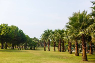 Tropik bahçede yemyeşil palmiye ağaçları 
