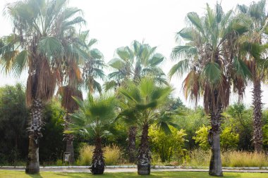 Tropik bahçede yemyeşil palmiye ağaçları 