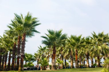 Tropik bahçede yemyeşil palmiye ağaçları 