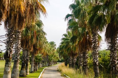Tropik bahçede yemyeşil palmiye ağaçları 