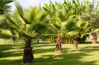 Tropik bahçede yemyeşil palmiye ağaçları 