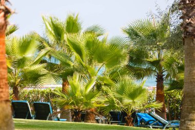 Parktaki palmiye ağaçları