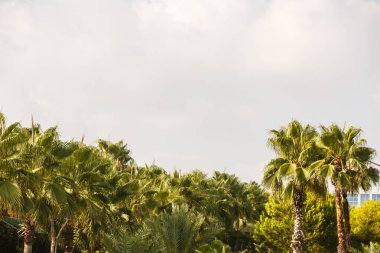 Tropik bahçede yemyeşil palmiye ağaçları 