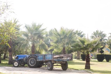 Bir sürü palmiye ağacı olan bir araba tekerleği.