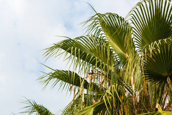 Lushy green palm trees in tropic garden 