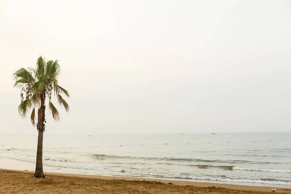 Belle Plage Tropicale Avec Palmier Mer — Photo