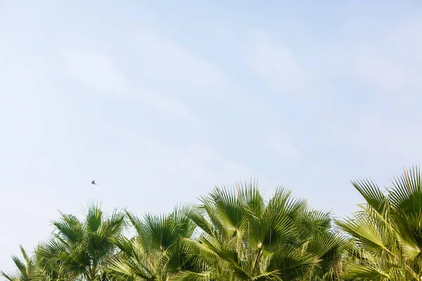 Palme Verdi Lussureggianti Nel Giardino Tropicale — Foto Stock