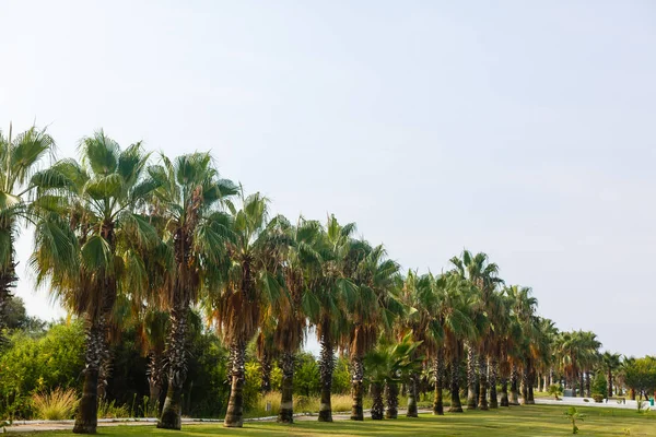 热带花园中郁郁葱葱的绿色棕榈树 — 免费的图库照片