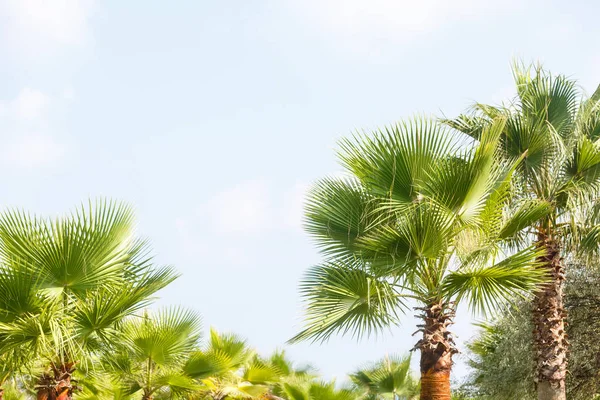 Palme Verdi Lussureggianti Nel Giardino Tropicale — Foto Stock