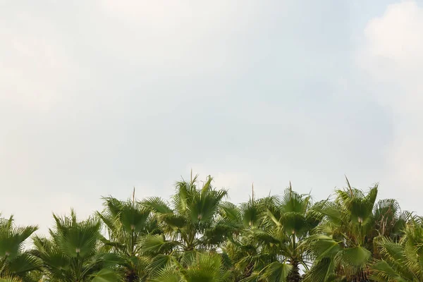 Palme Con Sfondo Cielo Blu — Foto Stock