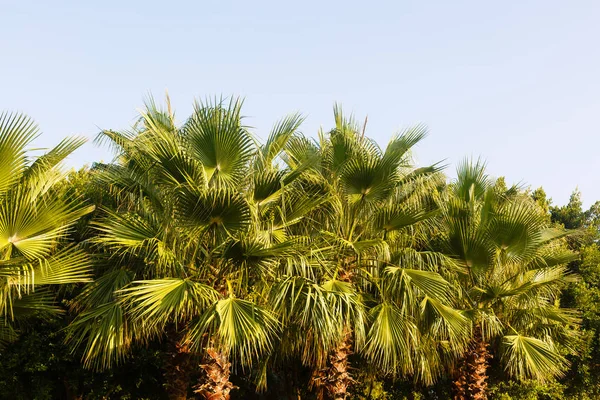 Palmeras Verdes Exuberantes Jardín Tropical — Foto de Stock