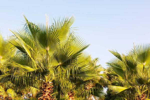 Lushy Zielone Palmy Tropiowym Ogrodzie — Zdjęcie stockowe