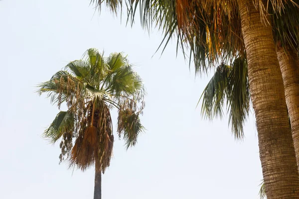 Lushy Green Palm Trees Tropic Garden — Stock Photo, Image