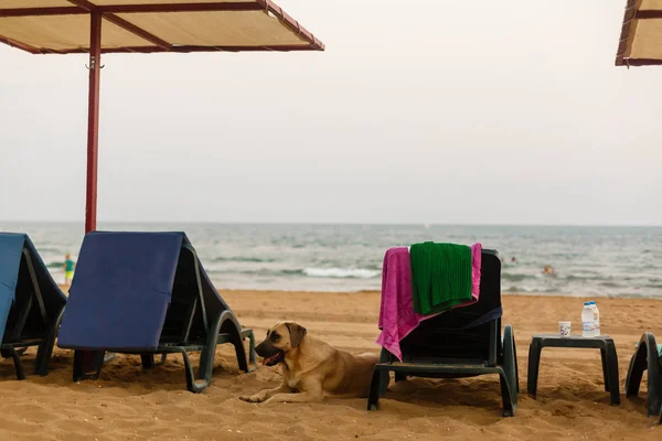 Kutya Esernyővel Székek Strandon — Stock Fotó