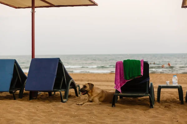 Kutya Esernyővel Székek Strandon — Stock Fotó