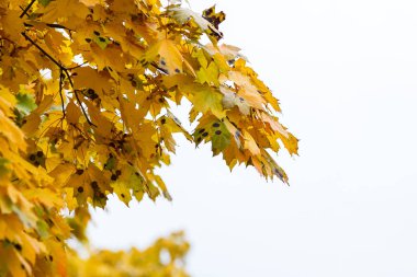 Sonbahar parkında renkli sonbahar yapraklarının yakın görünümü