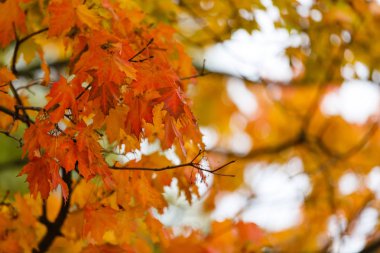 Sonbahar parkında renkli sonbahar yapraklarının yakın görünümü