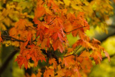 Sonbahar parkında renkli sonbahar yapraklarının yakın görünümü