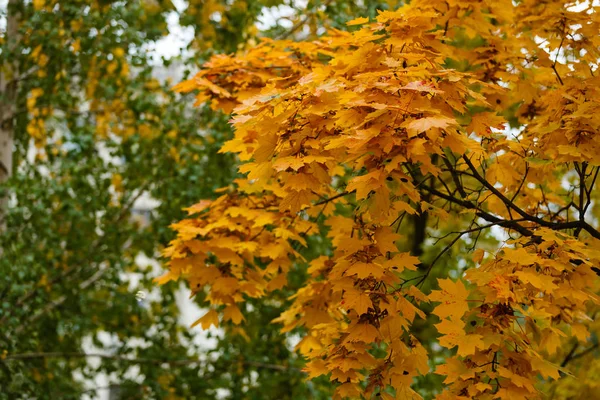 Close View Colorful Autumn Leaves Autumn Park — Stock Photo, Image