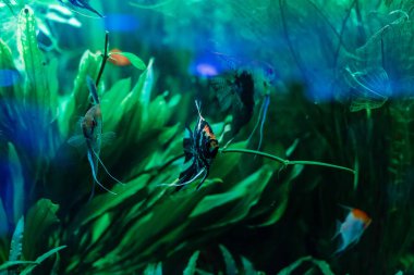 Akvaryumda yüzen renkli tropikal balıklar