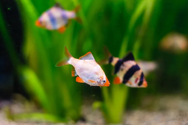 Peixes Tropicais Coloridos Nadando Aquário — Fotografia de Stock