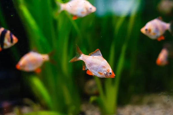 Peixes Tropicais Coloridos Nadando Aquário — Fotografia de Stock