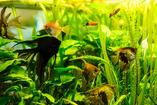 Барвисті Тропічні Риби Плавають Акваріумі — стокове фото