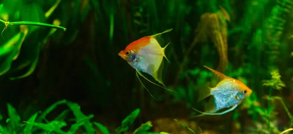 Peixes Tropicais Coloridos Nadando Aquário — Fotografia de Stock