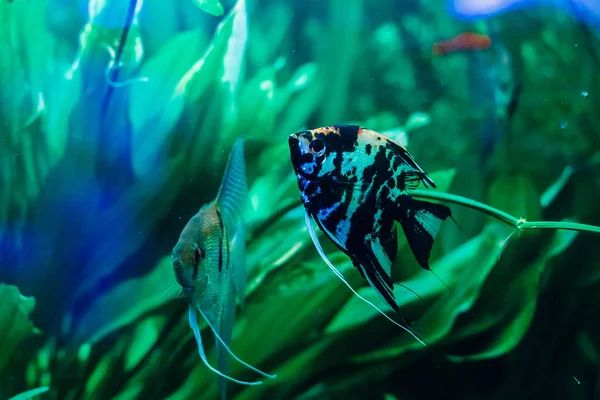 Poisson Tropical Coloré Nageant Dans Aquarium — Photo