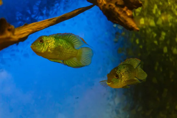 Kleurrijke Tropische Vissen Zwemmen Aquarium — Stockfoto