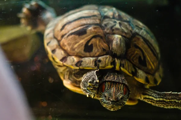 Zamknij Widok Zielonego Żółwia Zbiorniku Akwarium — Zdjęcie stockowe