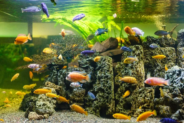 Coloridos Peces Tropicales Nadando Acuario — Foto de Stock