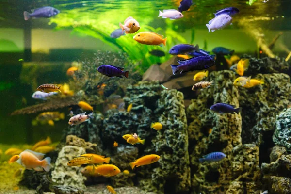 Colorful tropical fish swimming  in aquarium