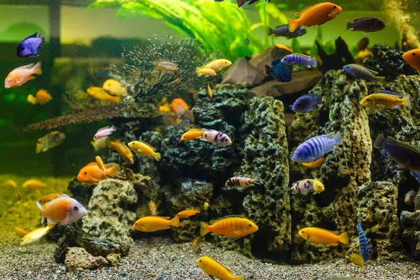 Coloridos Peces Tropicales Nadando Acuario — Foto de Stock