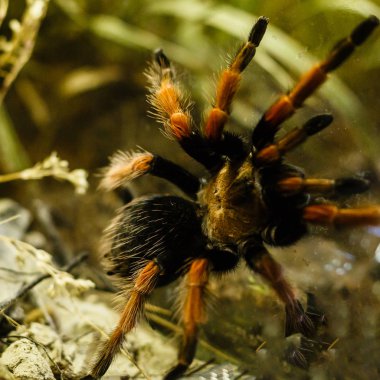 Egzotik kürklü tarantula örümceğinin yakın görünümü 
