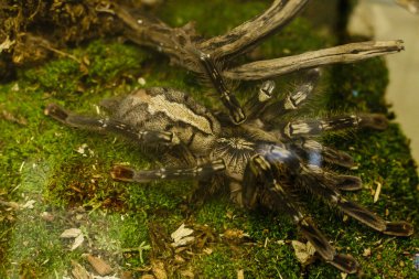 Egzotik kürklü tarantula örümceğinin yakın görünümü 