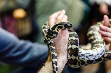 Ellerde zehirli küçük top pitonunun yakın görünümü 