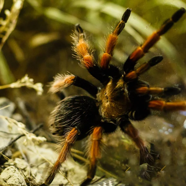 Vue Rapprochée Araignée Exotique Tarentule Poilue — Photo