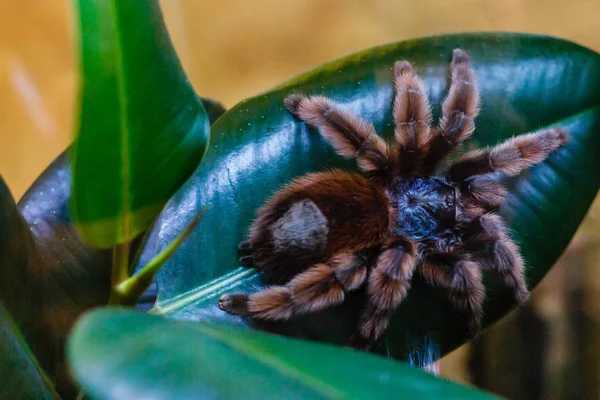 Vue Rapprochée Araignée Exotique Tarentule Poilue — Photo