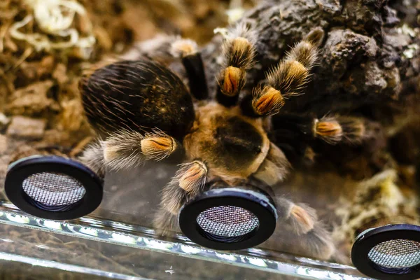 Vue Rapprochée Araignée Exotique Tarentule Poilue — Photo